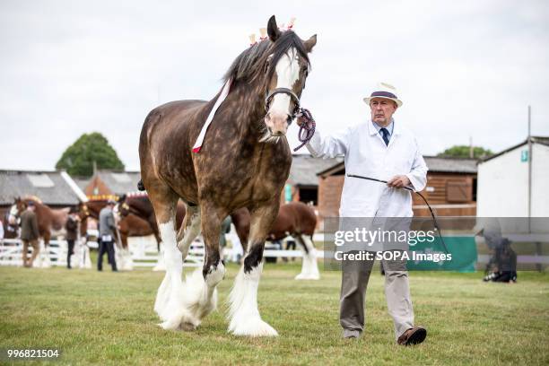 Participant seen walking with his horse during the Great Yorkshire Show 2018 on day one. The Great Yorkshire Show is the biggest 3 days agricultural...