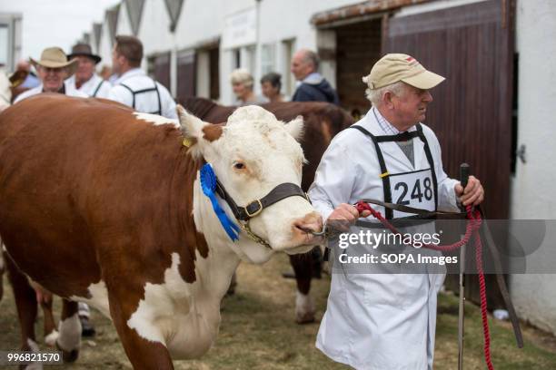 Participant seen with his cow during the Great Yorkshire Show 2018 on day one. The Great Yorkshire Show is the biggest 3 days agricultural event in...