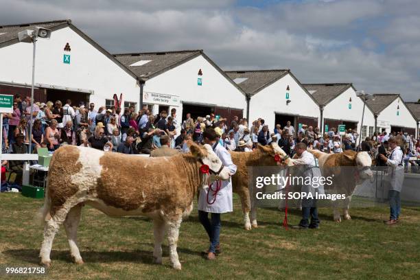 Participants seen with their cows during the Great Yorkshire Show 2018 on day one. The Great Yorkshire Show is the biggest 3 days agricultural event...