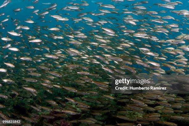 early juvenile grunts. - grunts stock pictures, royalty-free photos & images