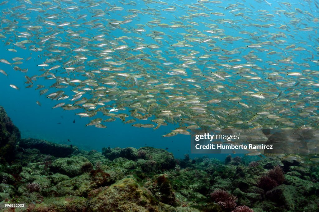 Early juvenile grunts.