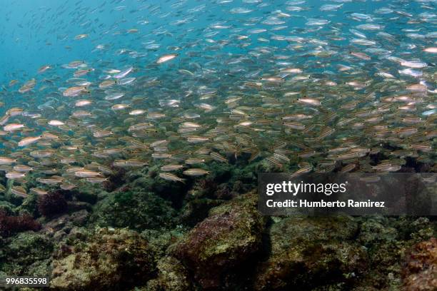 early juvenile grunts. - scuba diver point of view stock pictures, royalty-free photos & images