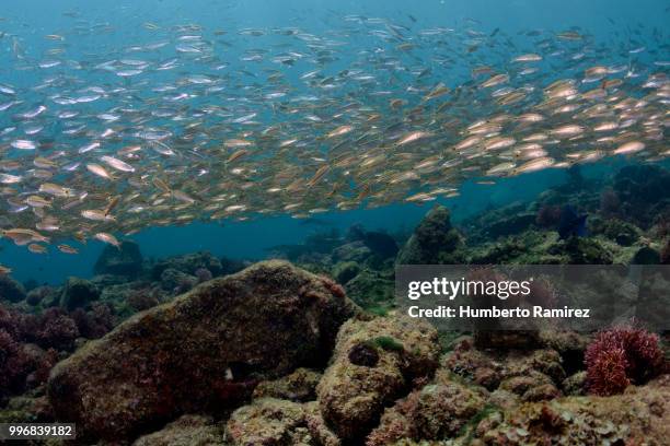 early juvenile grunts. - the nature conservancy stockfoto's en -beelden