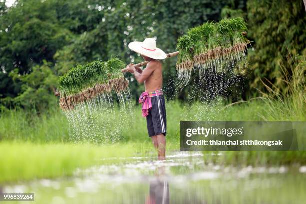 farmer lifting row of rice tree - province de chonburi photos et images de collection