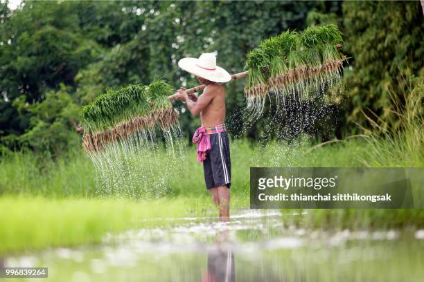 farmer lifting row of rice tree - chonburi province stock pictures, royalty-free photos & images