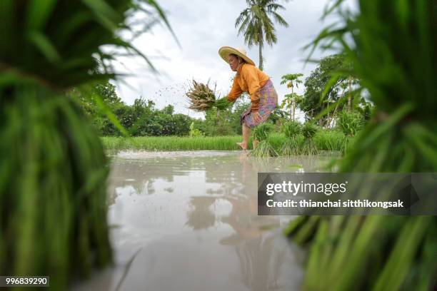 rice farmer prepare small rice tree on traditional style - chonburi province stock pictures, royalty-free photos & images