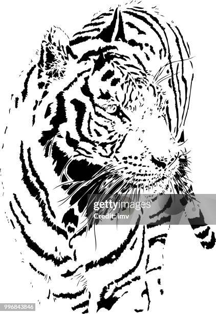 tiger portrait in black lines - pure bred cat stock illustrations