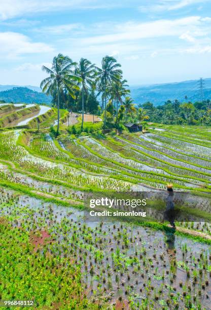 scenic view of rice field in bali, indonesia - denpasar stock pictures, royalty-free photos & images