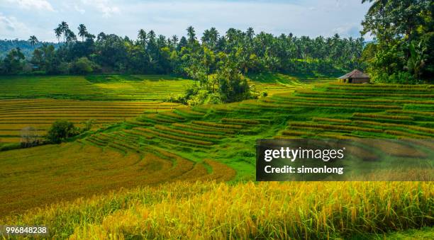 scenic view of rice field in bali, indonesia - denpasar stock pictures, royalty-free photos & images