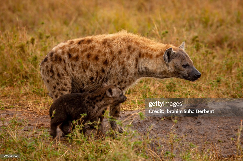 Side view of an adult and baby spotted hyena