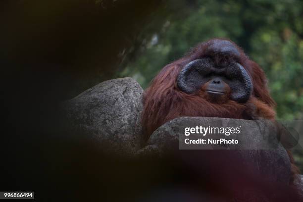 Orangutan at the Zoo, Jakarta on July 11, 2018. The evolution of the orangutan has been more heavily influenced by humans than was previously...