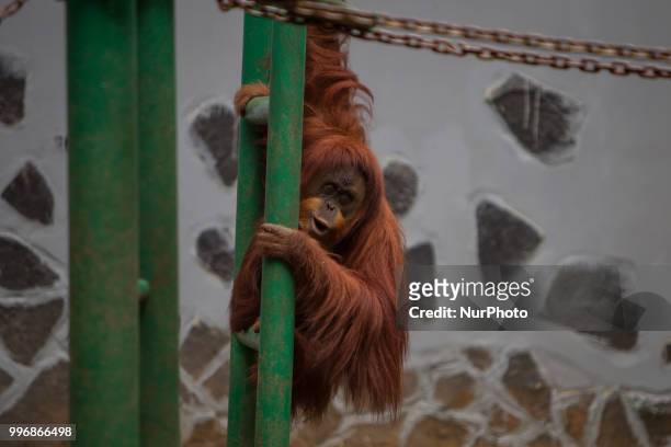 Orangutan at the Zoo, Jakarta on July 11, 2018. The evolution of the orangutan has been more heavily influenced by humans than was previously...