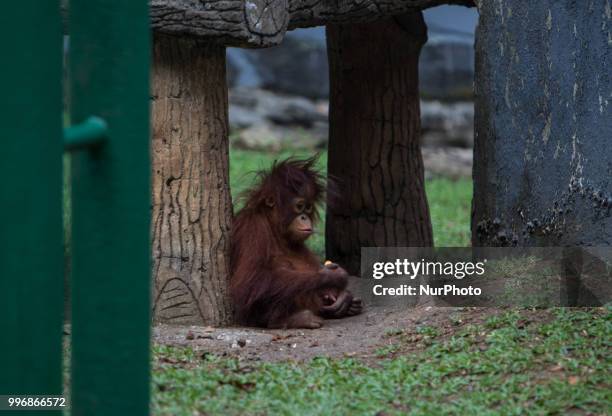 Orangutan at the Zoo, Jakarta on July 11, 2018. The evolution of the orangutan has been more heavily influenced by humans than was previously...