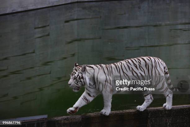 Male Bengal tiger pictured in his enclosure at Madrid zoo, where high temperatures reached up 35º degrees Celsius during the afternoon hours.
