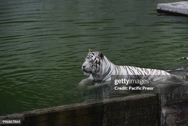 Male Bengal tiger cools off in the water in his enclosure at Madrid zoo, where high temperatures reached up 35º degrees Celsius during the afternoon...