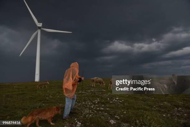 Ricardo Pérez, one of the last transhumant shepherds, guides his flock of sheep along of the 'Oncala' mountain during the seasonal migration from the...