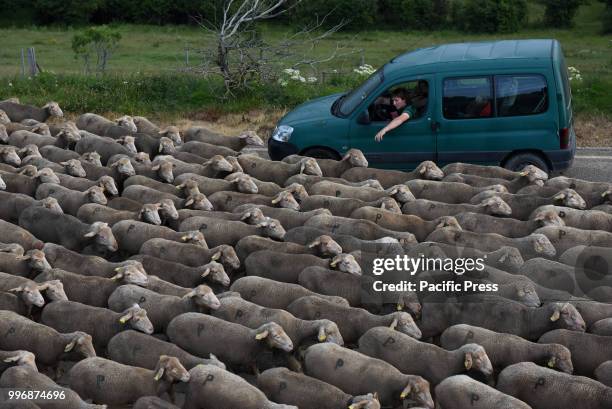 Sheep pictured in the 'Oncala' mountain during the seasonal migration of flock of sheep from the village of Trujillo, south of Spain, to the small...