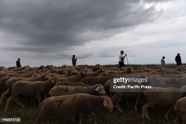 Shepherds guide their flock of sheep along of the 'Oncala' mountain during the seasonal migration from the village of Trujillo, south of Spain, to...