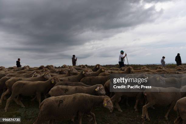 Shepherds guide their flock of sheep along of the 'Oncala' mountain during the seasonal migration from the village of Trujillo, south of Spain, to...