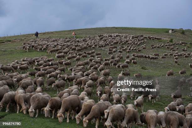 Shepherds guide their flock of sheep along of the 'Oncala' mountain during the seasonal migration from the village of Trujillo, south of Spain, to...