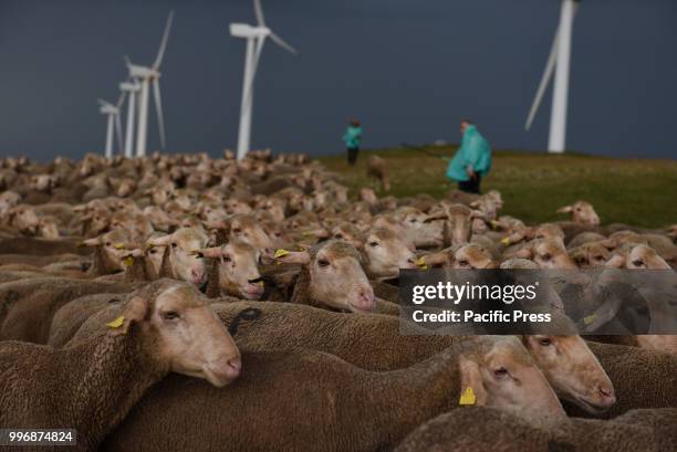 Sheep pictured in the 'Oncala' mountain during the seasonal migration of flock of sheep from the village of Trujillo, south of Spain, to the small...