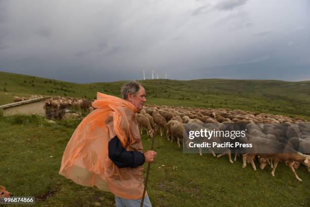 Ricardo Pérez, one of the last transhumant shepherds, guides his flock of sheep along the 'Oncala' mountain during the seasonal migration from the...