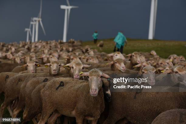 Sheep pictured in the 'Oncala' mountain during the seasonal migration of flock of sheep from the village of Trujillo, south of Spain, to the small...