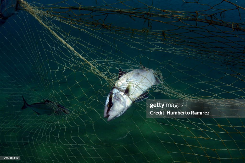 Almaco Jacks fighting for their lives.