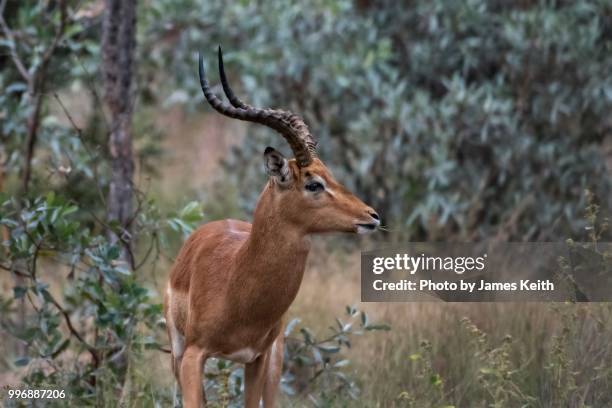 a male impala with its magnificent horns looks up from its grazing to check for any danger. - bosveld van zuidelijk afrika stockfoto's en -beelden