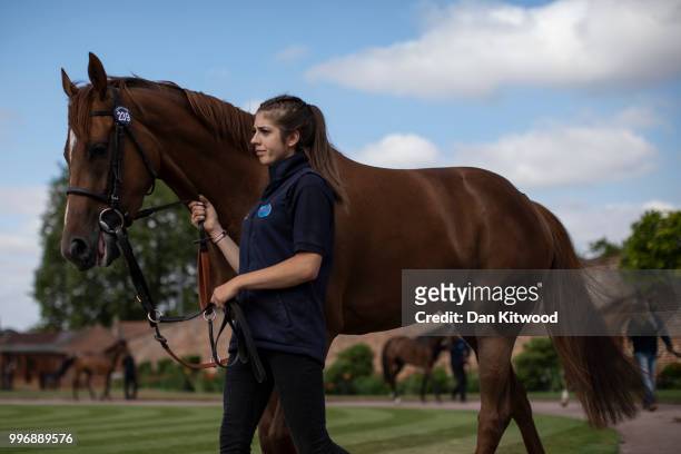Horses are paraded in the ring during the 'Tattersalls' July Sale on July 11, 2018 in Newmarket, England. Founded in 1766 Tattersalls is Europes...