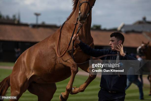 Horses rears up as it is paraded in the ring during the 'Tattersalls' July Sale on July 11, 2018 in Newmarket, England. Founded in 1766 Tattersalls...