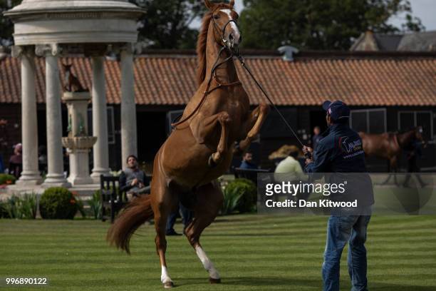 Horses rears up as it is paraded in the ring during the 'Tattersalls' July Sale on July 11, 2018 in Newmarket, England. Founded in 1766 Tattersalls...