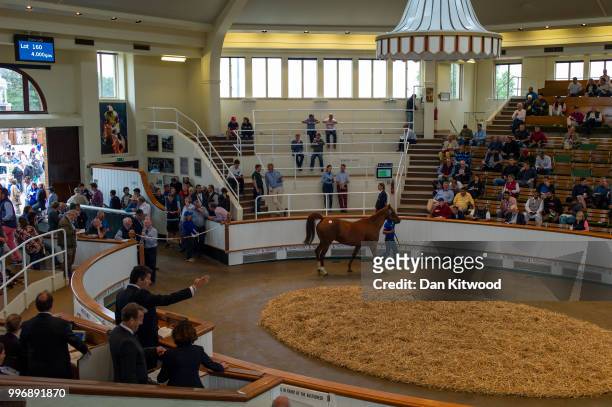 Lot 160, She Wolf is paraded in the sales ring during the 'Tattersalls' July Sale on July 11, 2018 in Newmarket, England. Founded in 1766 Tattersalls...
