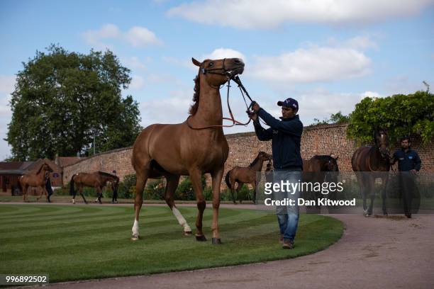 Horses are paraded in the ring during the 'Tattersalls' July Sale on July 11, 2018 in Newmarket, England. Founded in 1766 Tattersalls is Europes...