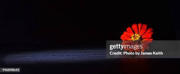 a lone orange and yellow,aster flower and a spotlight with a black background - kelchblatt stock-fotos und bilder