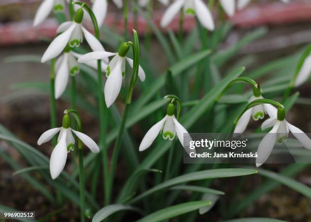 first white flowers - jana stock pictures, royalty-free photos & images