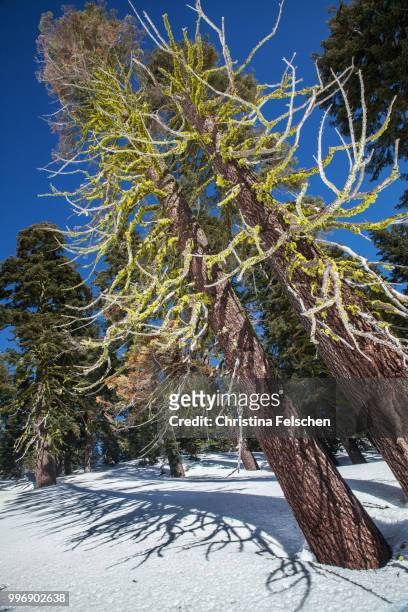 mossy trees - christina felschen stock pictures, royalty-free photos & images