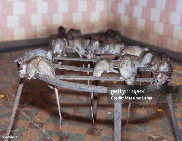 rat temple, bikaner - bikaner stock pictures, royalty-free photos & images