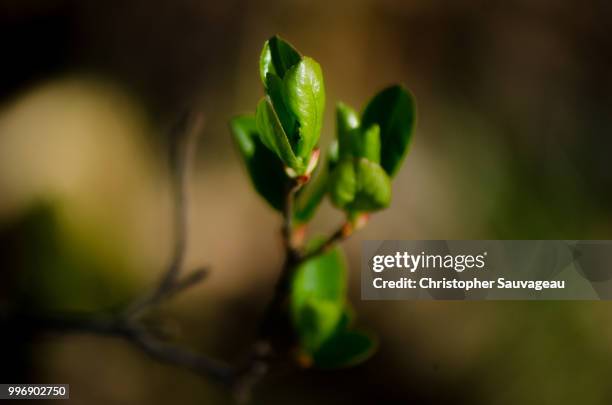 Chriatopher Spring Christopher Spring Pictures Photos and Premium High Res Pictures ...