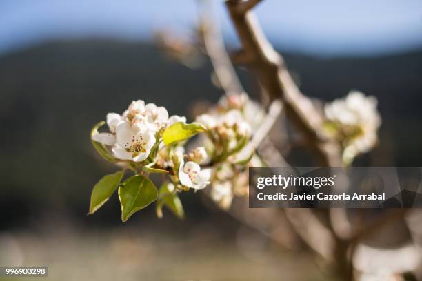 spring is finally here! - cazorla stock pictures, royalty-free photos & images
