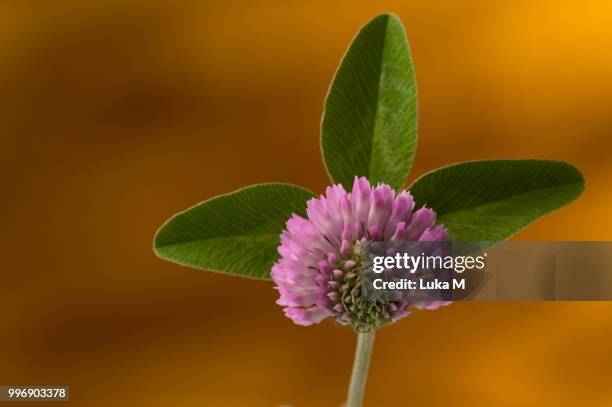 three leaf clover petal pattern against orange bac - bac stock pictures, royalty-free photos & images