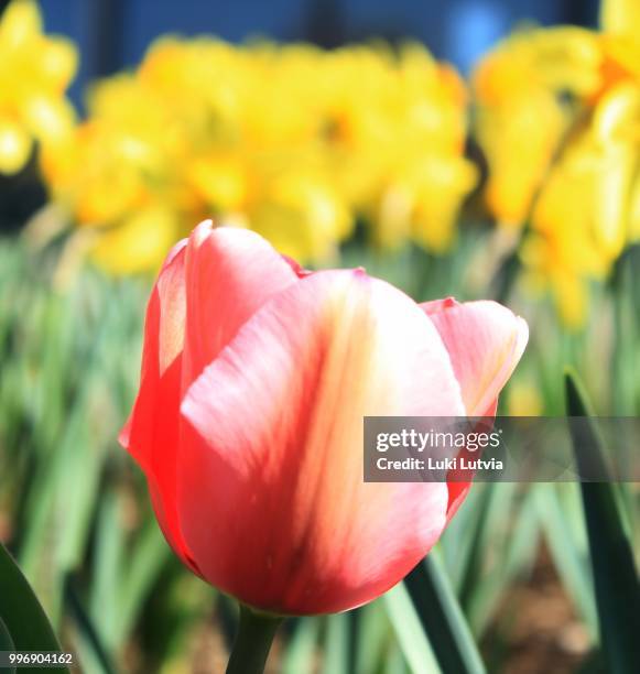 Spring Sprung Photos and Premium High Res Pictures - Getty Images