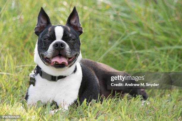boston terrier - terrier boston stock pictures, royalty-free photos & images