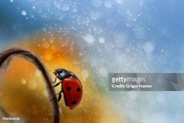 ladybug on beautiful background as magic - grigor stockfoto's en -beelden