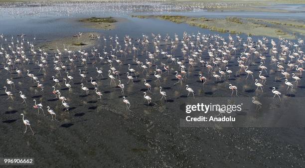 Flamingos are seen on the Lake Tuz after their incubation period in Aksaray, Turkey on July 12, 2018.