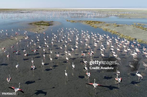 Flamingos are seen on the Lake Tuz after their incubation period in Aksaray, Turkey on July 12, 2018.