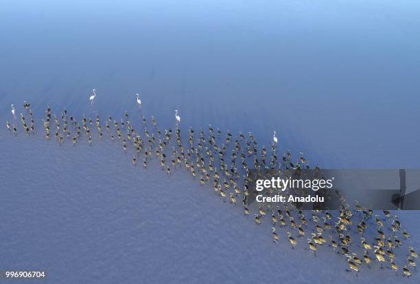 Flamingos are seen on the Lake Tuz after their incubation period in Aksaray, Turkey on July 12, 2018.