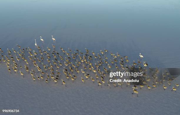 Flamingos are seen on the Lake Tuz after their incubation period in Aksaray, Turkey on July 12, 2018.