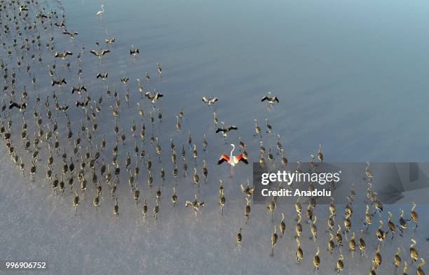 Flamingos are seen on the Lake Tuz after their incubation period in Aksaray, Turkey on July 12, 2018.