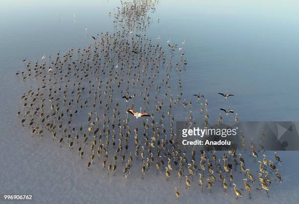 Flamingos are seen on the Lake Tuz after their incubation period in Aksaray, Turkey on July 12, 2018.